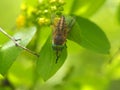Horsefly lat.ÃÂ Tabanidae on a flower Royalty Free Stock Photo